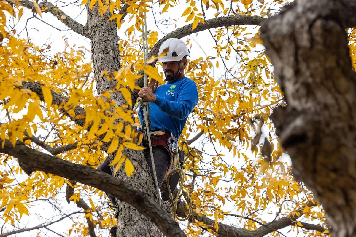 Skilled Dead Tree Removal crew working in Girdler