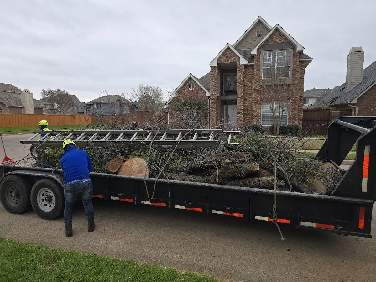 Expert Tree Removal with proper safety equipment in Girdler